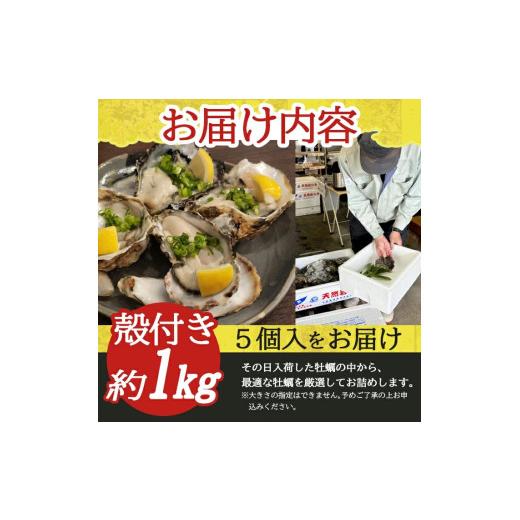 ふるさと納税 牡蠣 生牡蠣 山形県 遊佐町 山形県遊佐町女鹿産 天然岩牡蠣 5個入 約1kg 殻付き 6月上旬〜8月下旬頃お届け 冷蔵便 着日指定・離島（沖縄県を含む…_8