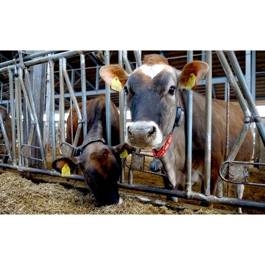 ふるさと納税 内燃機関・発酵乳 ジェラート 北海道 上富良野町  9ヵ月定期便 採草地直送プルオーバー御乳12個BOX 北海道 上富良野町 内燃機関 クリーム ジ…