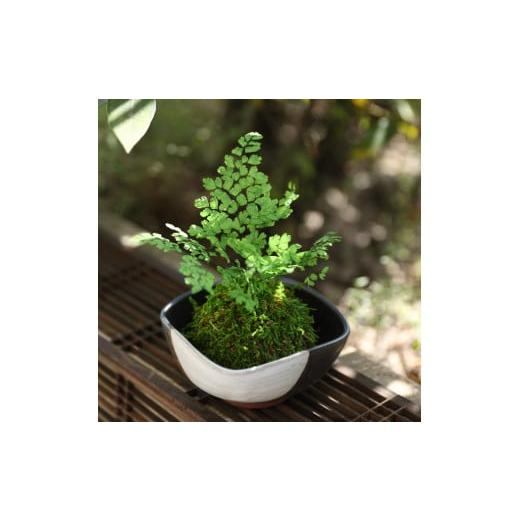 ふるさと納税 雑貨・日用品 花 徳島県 鳴門市 プリザーブドフラワー ぷり盆栽(アジアンタム) アジアンタム