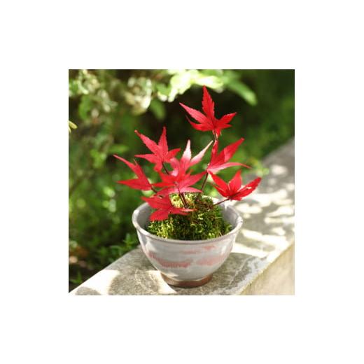 ふるさと納税 雑貨・日用品 花 徳島県 鳴門市 プリザーブドフラワー ぷり盆栽(もみじ 紅) もみじ紅