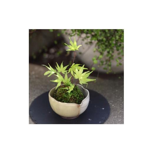 ふるさと納税 雑貨・日用品 花 徳島県 鳴門市 プリザーブドフラワー ぷり盆栽(もみじ 若葉) もみじ若葉