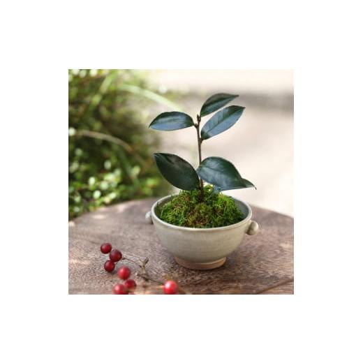 ふるさと納税 雑貨・日用品 花 徳島県 鳴門市 プリザーブドフラワー ぷり盆栽(山茶花) 山茶花