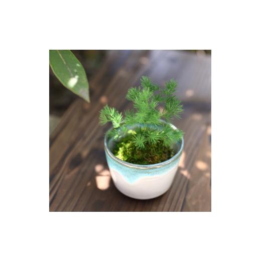 ふるさと納税 雑貨・日用品 花 徳島県 鳴門市 プリザーブドフラワー ぷり盆栽(ミリオクラダス) ミリオクラダス