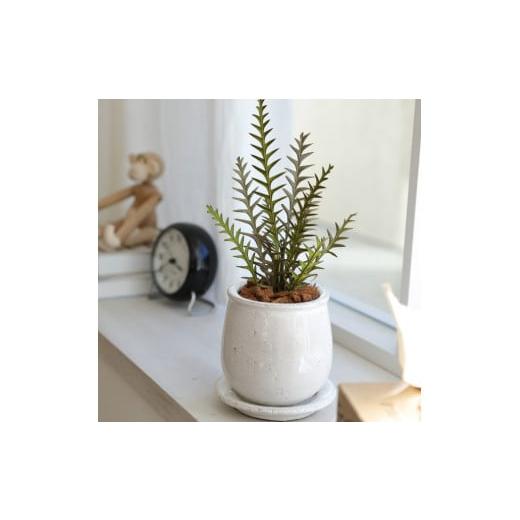 ふるさと納税 雑貨・日用品 花 徳島県 鳴門市 プリザーブドフラワー グリーンリーブス(グレビレア・アイバンフォー) グレビレア・アイバンフォー