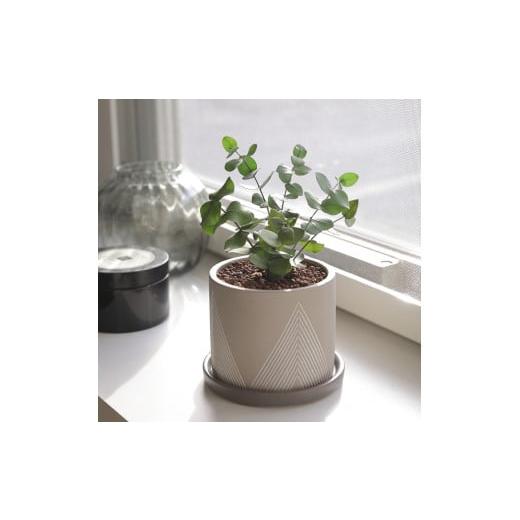 ふるさと納税 雑貨・日用品 花 徳島県 鳴門市 プリザーブドフラワー グリーンリーブス(ユーカリ) ユーカリ