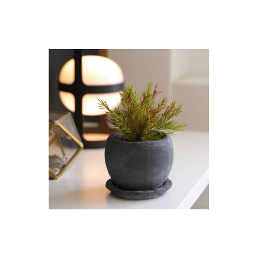 ふるさと納税 雑貨・日用品 花 徳島県 鳴門市 プリザーブドフラワー グリーンリーブス(ティーツリー) ティーツリー