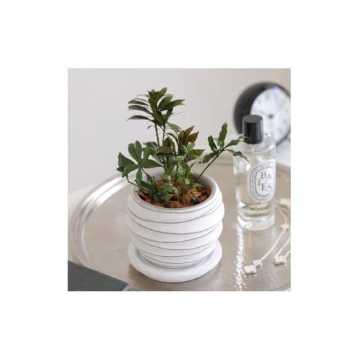 ふるさと納税 雑貨・日用品 花 徳島県 鳴門市 プリザーブドフラワー グリーンリーブス(アセビ) アセビ