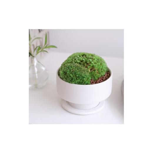 ふるさと納税 雑貨・日用品 花 徳島県 鳴門市 プリザーブドフラワー グリーンリーブス(モス) モス