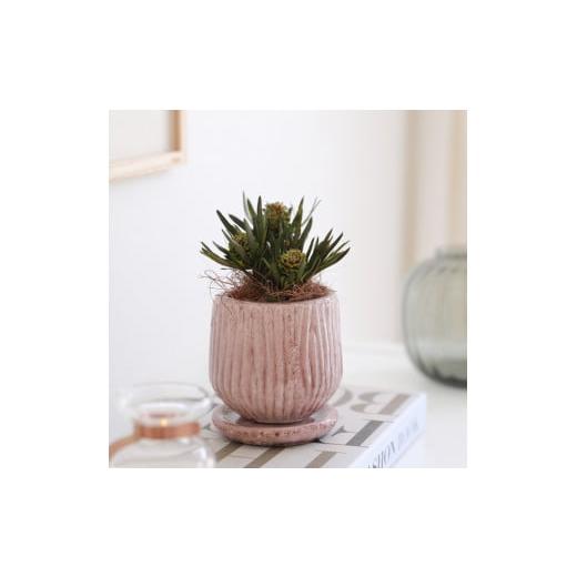 ふるさと納税 雑貨・日用品 花 徳島県 鳴門市 プリザーブドフラワー グリーンリーブス(サリグナム) サリグナム