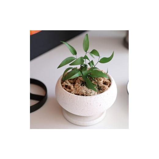 ふるさと納税 雑貨・日用品 花 徳島県 鳴門市 プリザーブドフラワー グリーンリーブス(イタリアンルスカス) イタリアンルスカス