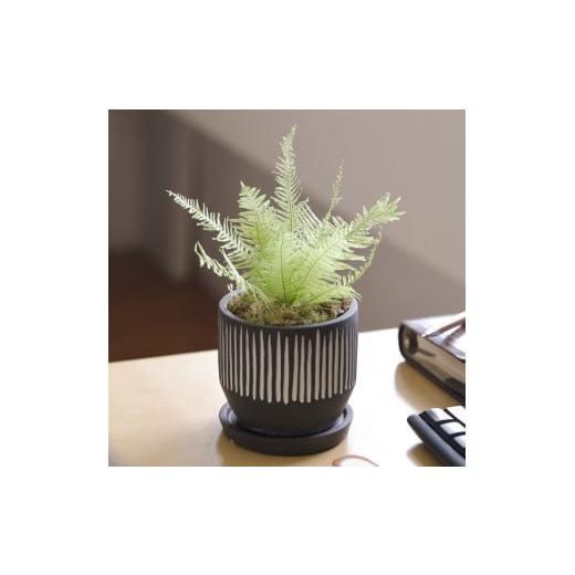 ふるさと納税 雑貨・日用品 花 徳島県 鳴門市 プリザーブドフラワー グリーンリーブス(山シダ) 山シダ