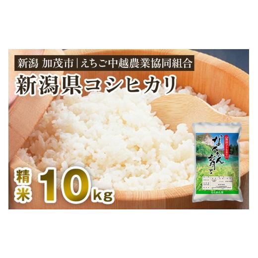 ふるさと納税 米 コシヒカリ 新潟県 加茂市 令和7年産 新潟産コシヒカリ なんかん育ち「こしひかり米」精米10kg [順次出荷] 白米 七谷産 特別栽培米 えちご…