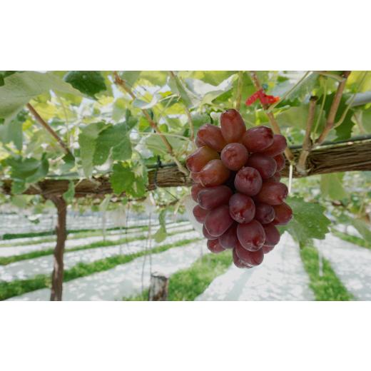 ふるさと納税 果物類 ぶどう 長野県 豊丘村 B-11 先行受付 ぶどう クイーンルージュ約1.3kg 2房 2025年9月中旬〜9月下旬発送予定