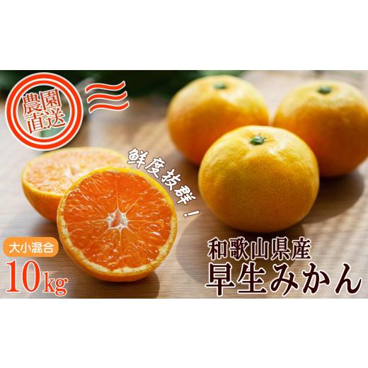 ふるさと納税 果物類 みかん 和歌山県 海南市 早生みかん 約10kg 大小混合サイズ [ご家庭用] ちょっと訳あり 和歌山県産 農園直送 まごころ産直みかん 北海…