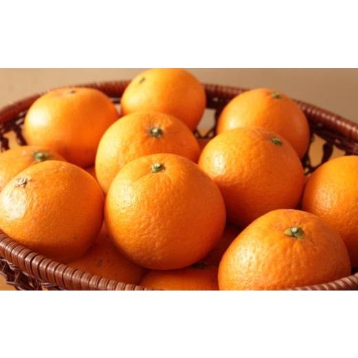 ふるさと納税 ジャム オレンジ 和歌山県 串本町 濃厚 有田産清見オレンジ約5kg（サイズおまかせ 青秀以上） 2027年2月中旬〜2027年3月中旬頃に順次発送予定（…