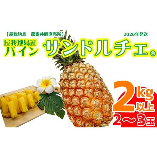 ふるさと納税 果物類 沖縄県 名護市 2026年 屋我地島 農家協同直売所 屋我地島のサンドルチェ2kg以上 沖縄 なご パイナップル 県産 お取り寄せ 厳選 こだわ…
