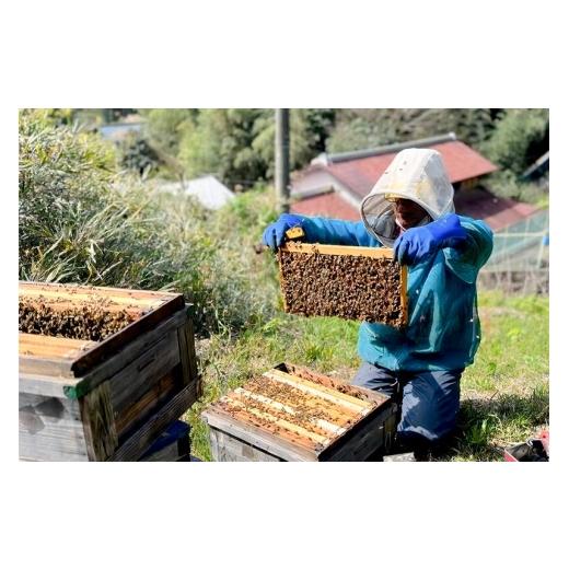 ふるさと納税 加工品等 はちみつ 群馬県 沼田市 群馬県産蜂蜜 アカシア・栃 500g 各1本 詰め合わせ 蜂蜜 はちみつ ハチミツ 国産 アカシア アカシヤ 栃 とち …の画像