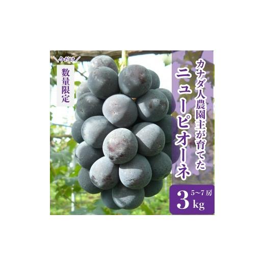 ふるさと納税 果物類 ぶどう 広島県 世羅町 ニューピオーネ 約3kg(5〜7房) 先行予約・数量限定 カナダ人農園主 ピオーネ 種無し ぶどう ブドウ フルーツ 果物 …