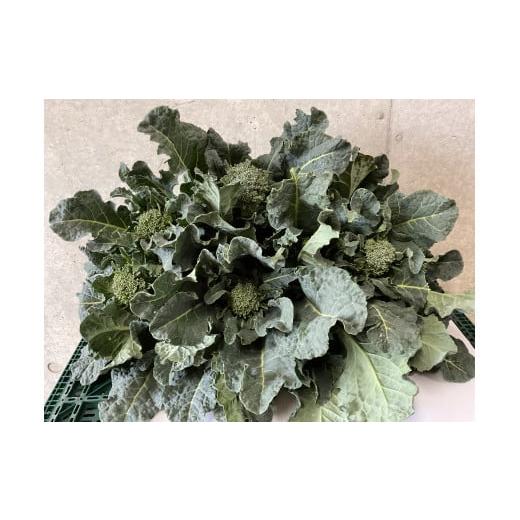 ふるさと納税 野菜類 神奈川県 秦野市 寒さで糖度が グッ と上がった春の茎ブロッコリー「アレッタ」(1,300g) from 名水の里 神奈川県秦野市 006-34-1…