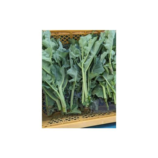 ふるさと納税 野菜類 神奈川県 秦野市 春を告げる野菜 のらぼう菜(800g)004-25-1