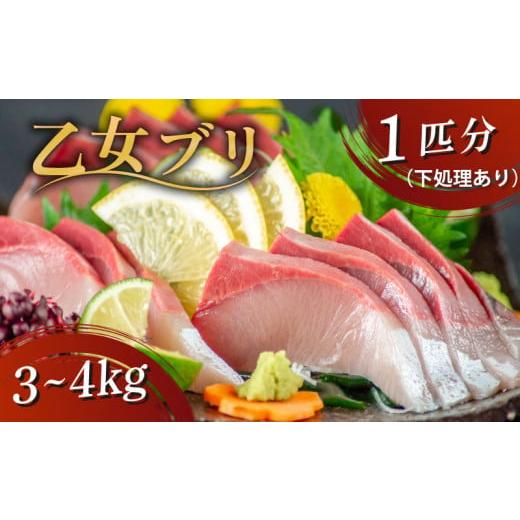 ふるさと納税 魚貝類 のどぐろ 高知県 須崎市 乙女ブリ 1本 3 〜 4kg (下処理有) ブランド 新鮮 鰤 ぶり 冷蔵 ブリ しゃぶ 高知県 須崎市 高知 鰤 年末 正月…