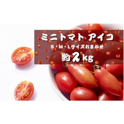 ふるさと納税 トマト ミニトマト 和歌山県 古座川町 ミニトマト アイコ (松トマト) 約2kg(S・M・Lサイズおまかせ) 1月発送 sml131A-1 1月発送