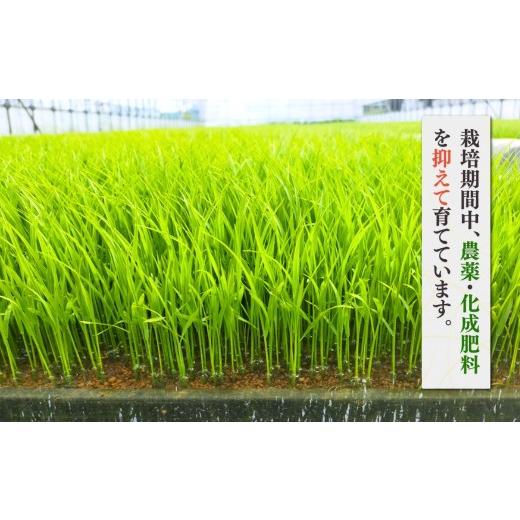 ふるさと納税 玄米 新潟県 弥彦村 新県弥彦村石井農園 令和7年産コシヒカリ白米・玄米 食べ比べセット 白米5kg、玄米5kg | 新潟県 弥彦村_3