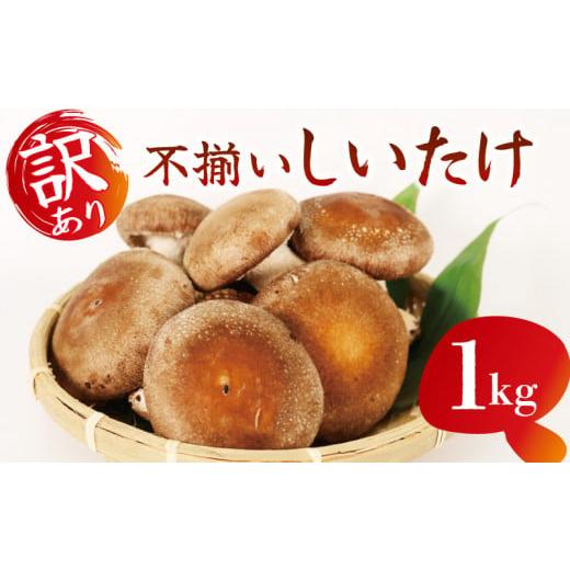ふるさと納税 野菜類 きのこ 静岡県 藤枝市 訳あり 不揃い 生しいたけ 1kg 生 しいたけ シイタケ 椎茸 大ぶり 食べ応え 厚い 肉厚 うまみ 栽培期間中 農薬不使…
