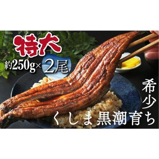 ふるさと納税 うなぎ 宮崎県 串間市 OTUTD-2 数量限定 特大くしまの黒潮うなぎ蒲焼2尾(合計500g前後) 大田商店 2尾(合計500g前後)