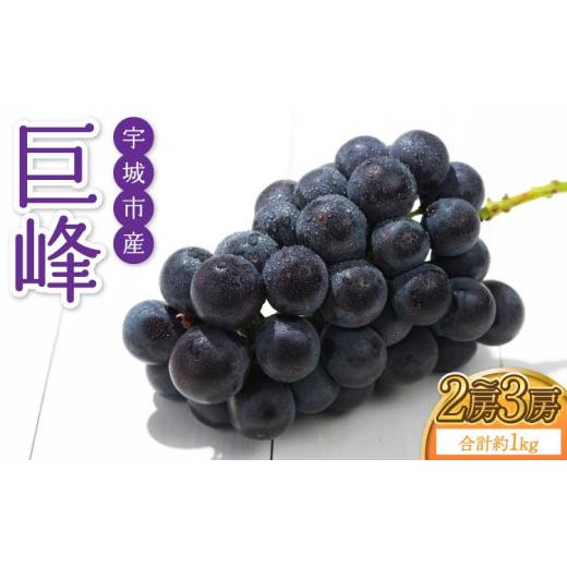 ふるさと納税 ぶどう 巨峰 熊本県 宇城市 熊本県 宇城市産 巨峰 2〜3房 約1kg 2026年7月下旬〜8月上旬頃発送予定 ぶどう ブドウ 葡萄 大粒