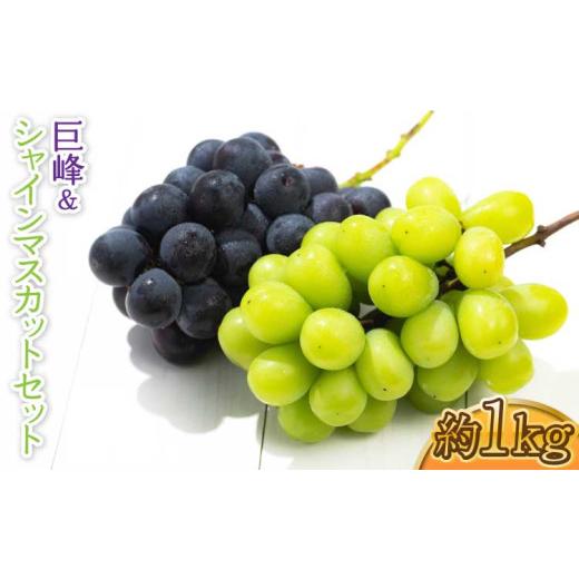 ふるさと納税 ぶどう 巨峰 熊本県 宇城市 熊本県 宇城市産 巨峰&amp;シャインマスカットのセット 約1kg 2026年7月下旬〜8月上旬頃発送予定 巨峰 シャインマス…