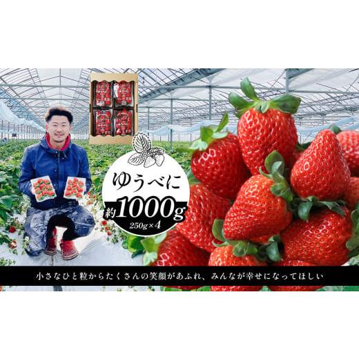 ふるさと納税 いちご 熊本県 玉名市 選べる3種類 イチゴ 約1000g ゆうべに | フルーツ 果物 くだもの イチゴ いちご 苺 熊本県 玉名市 ゆうべに