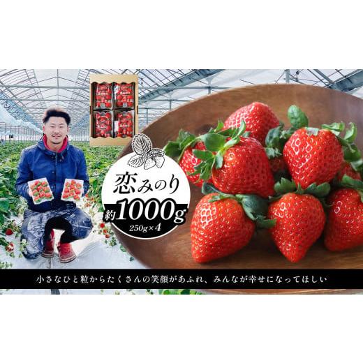 ふるさと納税 いちご 熊本県 玉名市 選べる3種類 イチゴ 約1000g 恋みのり | フルーツ 果物 くだもの イチゴ いちご 苺 熊本県 玉名市 恋みのり
