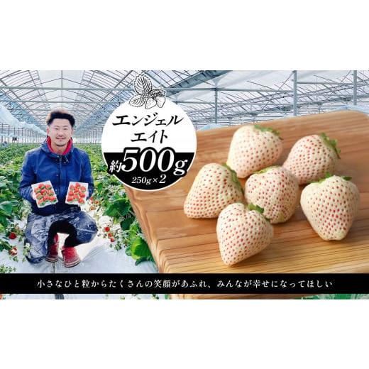 ふるさと納税 いちご 熊本県 玉名市 選べる3種類 イチゴ 約500g エンジェルエイト | フルーツ 果物 くだもの イチゴ いちご 苺 白いちご 天使のいちご 熊本県 …