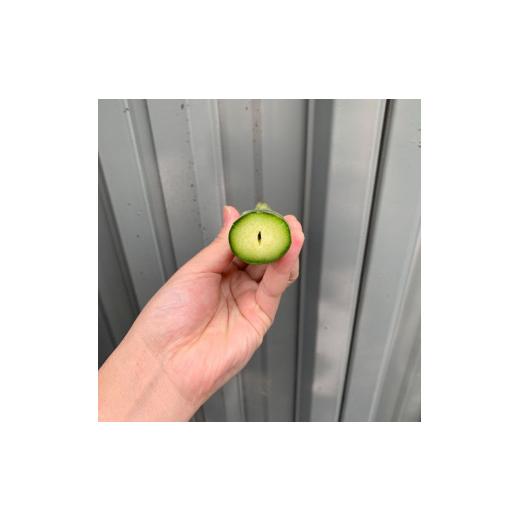 ふるさと納税 野菜類 アスパラガス 香川県 多度津町 個性アスパラ（L