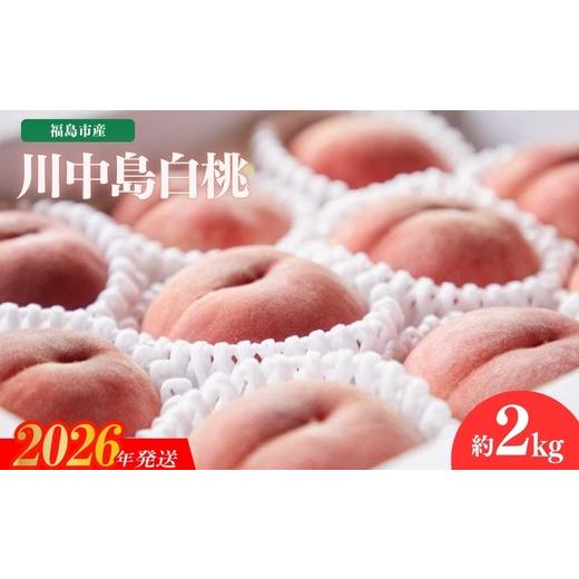 ふるさと納税 もも 福島県 福島市 No.2723福島市産 川中島白桃 約2kg 2026年発送 先行予約の画像