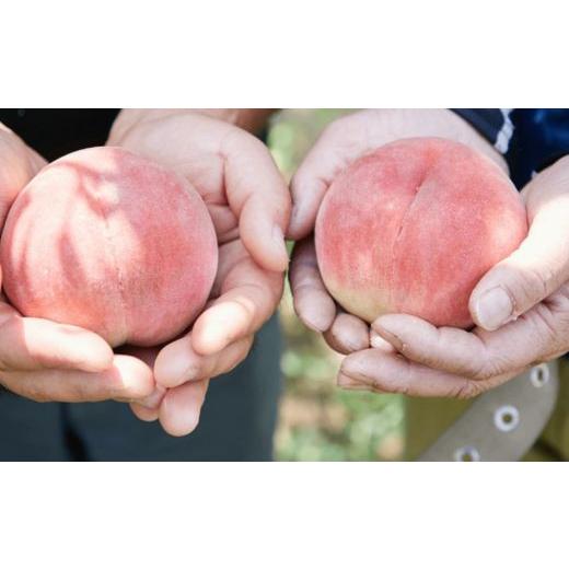 ふるさと納税 もも 福島県 福島市 No.2723福島市産 川中島白桃 約2kg 2026年発送 先行予約の画像