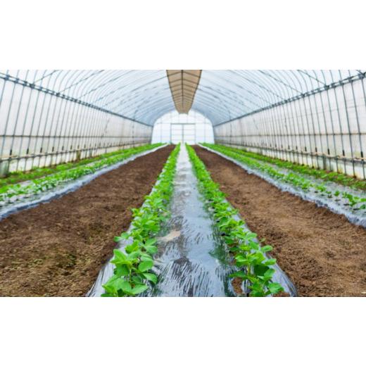 ふるさと納税 セット・詰合せ 埼玉県 羽生市 定期便 季節 野菜 詰め合わせ 500g 12ヶ月 連続お届け 果物 産地直送 朝どれ フルーツトマト ほうれんそう 白菜 …の画像