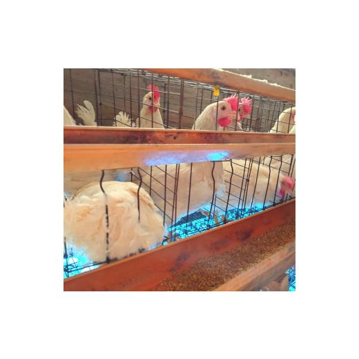 ふるさと納税 卵（鶏、烏骨鶏等） 滋賀県 竜王町 定期便 卵 50個 × 6ヶ月 ( たまご 45個 + 割れ補償 5個 ) 6回 Mサイズ Lサイズ 混合 定期便 国産 米育ち さ…_2