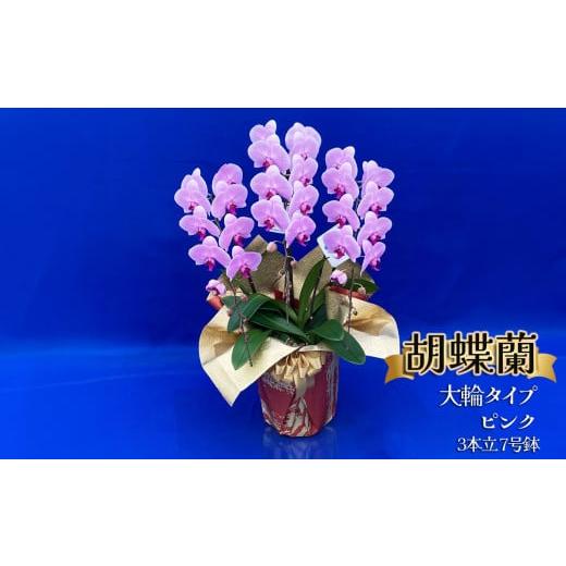ふるさと納税 雑貨・日用品 花 栃木県 下野市 胡蝶蘭 大輪タイプ ピンク3本立 7号鉢 | 胡蝶蘭 開店祝い ピンク 白い 開業 お祝い インテリア 栃木県 下野市 …