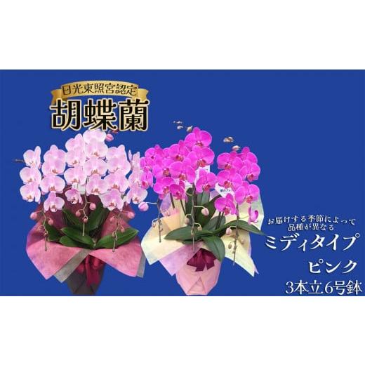 ふるさと納税 雑貨・日用品 花 栃木県 下野市 胡蝶蘭ミディタイプ ピンク3本立 6号鉢 | 胡蝶蘭 開店祝い ピンク 白い 開業 お祝い インテリア 栃木県 下野市 …