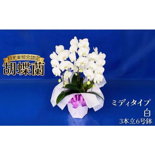 ふるさと納税 雑貨・日用品 花 栃木県 下野市 胡蝶蘭ミディタイプ 白3本立 6号鉢 | 胡蝶蘭 開店祝い ピンク 白い 開業 お祝い インテリア 栃木県 下野市 送料…