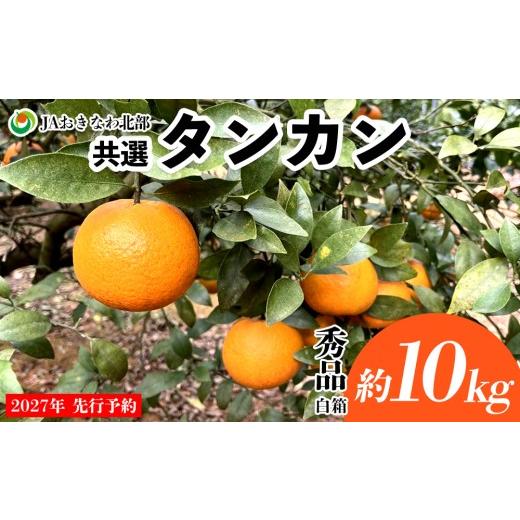 ふるさと納税 みかん・柑橘類 沖縄県 名護市 2027年 先行予約 共選タンカン 約10kg(秀品・白箱) たんかん なご 国産 県産 おきなわ 厳選 ギフト 甘い あま…