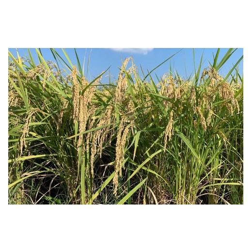 ふるさと納税 玄米 茨城県 石岡市 令和7年産 獅子米 コシヒカリ 30kg