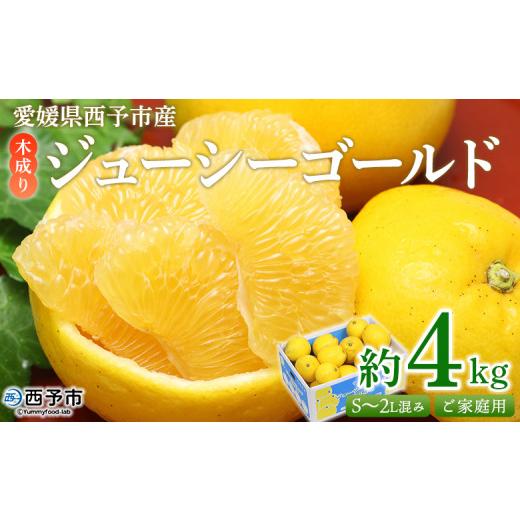 ふるさと納税 果物類 みかん 愛媛県 西予市 木成り ジューシーゴールド(河内晩柑)ご家庭用 約4kg(S〜2L混合) 訳あり 果物 フルーツ かわちばんかん みか…