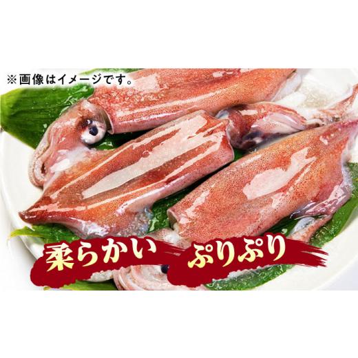 ふるさと納税 いか 長崎県 対馬市  1週以内送りとどける おスミ付き添い人 訳蟻 剣先いか 1.8kg(3風呂敷き包み) 対馬市 対馬領域会社 凝結送りとどける 事あたらしい いか 飾り気の無い膳だて 出どころ直送 小…