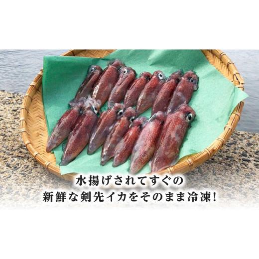 ふるさと納税 いか 長崎県 対馬市  1週以内送りとどける おスミ付き添い人 訳蟻 剣先いか 1.8kg(3風呂敷き包み) 対馬市 対馬領域会社 凝結送りとどける 事あたらしい いか 飾り気の無い膳だて 出どころ直送 小…