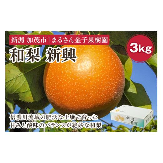 ふるさと納税 梨 新潟県 加茂市 2026年先行予約 贈答用 和梨 新興 3kg(6〜8玉)[11月上旬から順次発送] 果物 なし 梨 フルーツ 新鮮 産地 加茂市 まるさん…