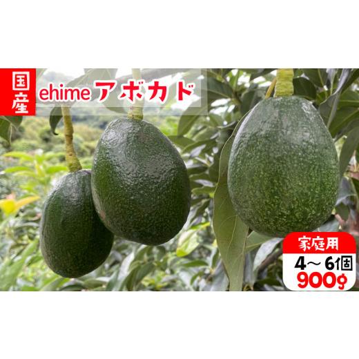 ふるさと納税 果物類 愛媛県 松山市 2026年10月中旬から発送 アボカド 国産 家庭用 除草剤 不使用 約 900g 4 から 6 個 | 愛媛 松山 サラダ 栄養 ディップ 栄…