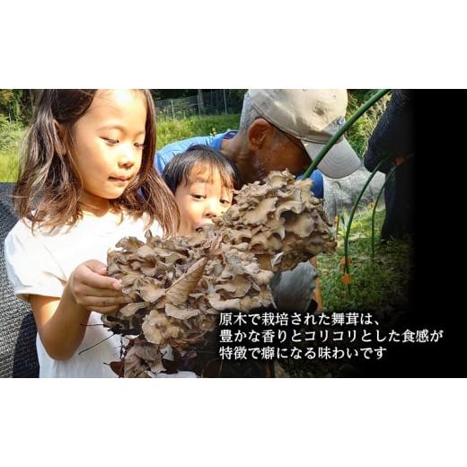 ふるさと納税 野菜類 きのこ 岐阜県 揖斐川町 No.5568-0397 舞茸 岐阜 原木まいたけ1kg 揖斐川町_2